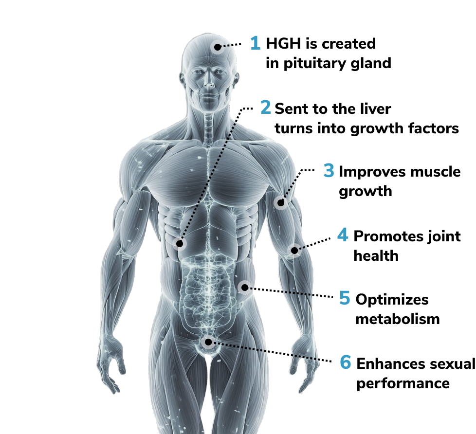 How Non-Synthetic HGH Works – BioProtein Technology