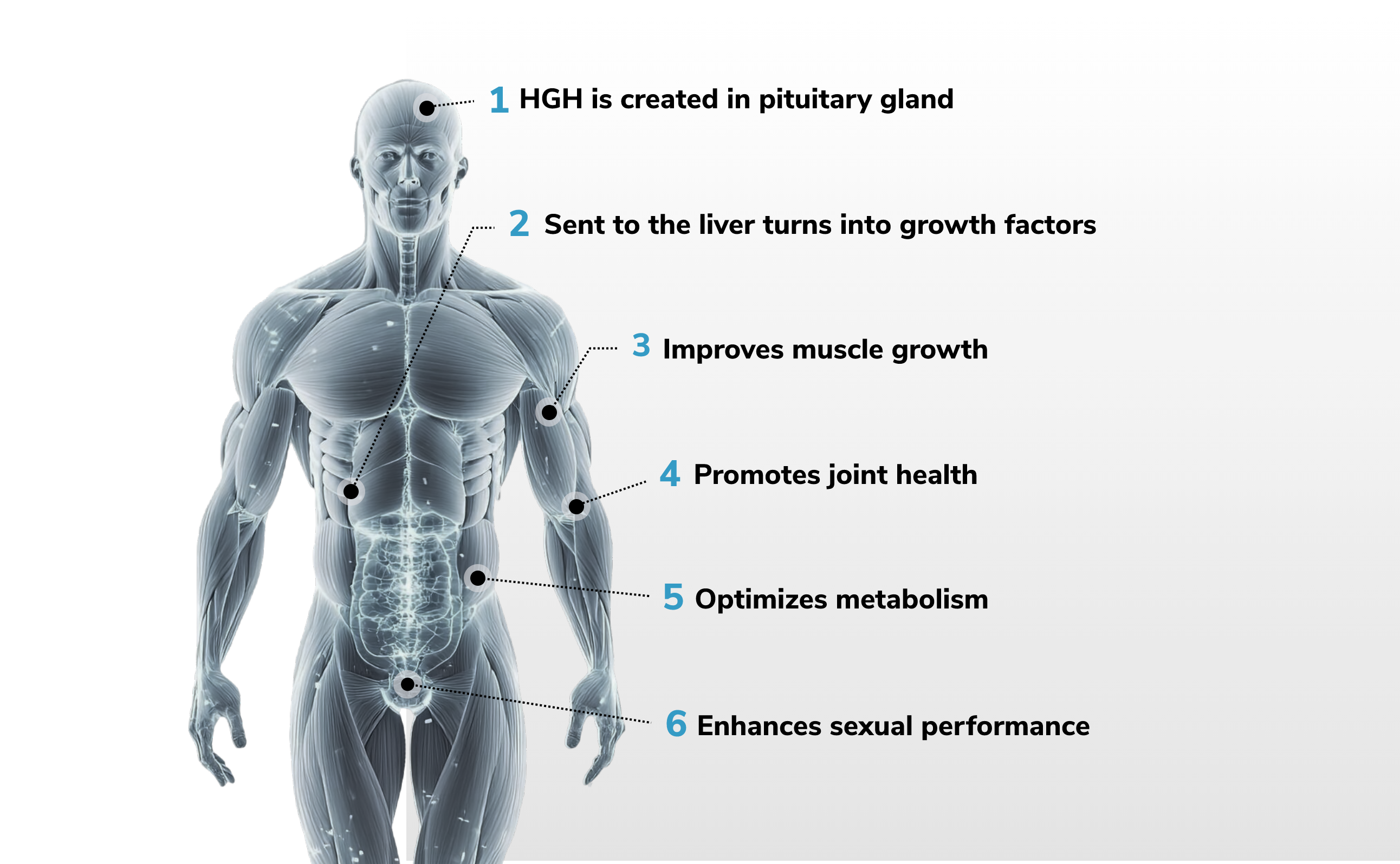 How Non-Synthetic HGH Works – BioProtein Technology